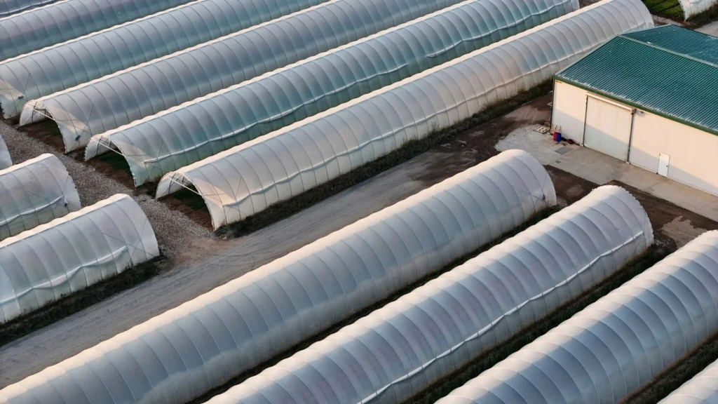 green house film riyadh