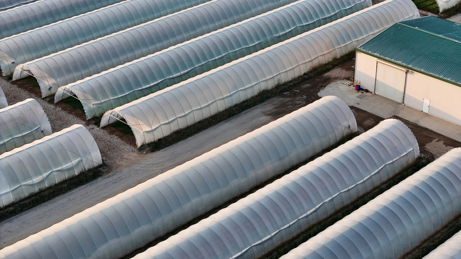 green house film riyadh